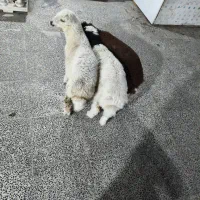 بره نر سرحال وآشتی|حیوانات مزرعه|بندرعباس, |دیوار