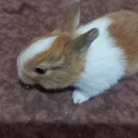 بچه خرگوش میکس خوش رنگ و چشم اشکی|موش و خرگوش|گرگان, |دیوار