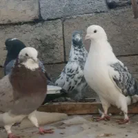 کبوترقروشی|حیوانات|مهاباد (آذربایجان غربی), |دیوار