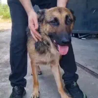 دامپزشک در محل|خدمات آرایشگری و زیبایی|رشت, سلیمانداراب|دیوار