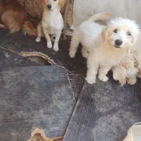 توله سگ پاکوتاه ناز زیبا