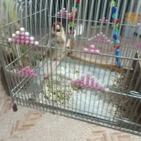 یک عدد سهر فروشی قیمت مناسب