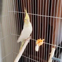 عروس هلندی نرو ماده