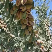 فروش ویژه نهال بادام آذر و تونو|خدمات باغبانی و درختکاری|جوانرود, |دیوار