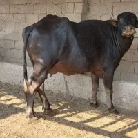 گاومیش