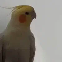 گمشده .|حیوانات|اردبیل, |دیوار