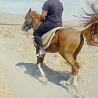 اسب|اسب و تجهیزات اسب‌سواری|همدان, |دیوار