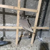 گرفتنی پرشی|پرنده|الوند, |دیوار
