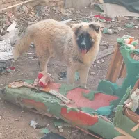 مادرش هاسکی پدرش سرابی