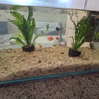 ماهی آکواریوم رنگی تزئینی