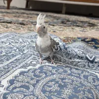 جوجه عروس هلندی وایت فیس