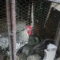 خروس کشکی