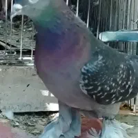 کفتر ترکیه ای سوسنی ترنج دار زیره ای و کویتی  ماده|پرنده|شیراز, رکن‌آباد|دیوار