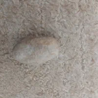 قدیم مهره