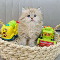 گربه های اصیل دارای قوی ترین ژن