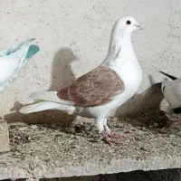 کبوترطوقی8عدد.   3500|حیوانات|اردبیل, |دیوار