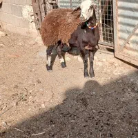 بره ماده کله سفید  فریمان