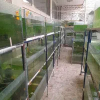 اکواریوم و تجهیزات سالن پرورش ماهی تزئینی