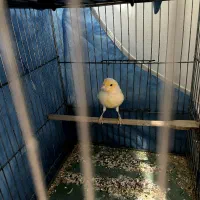 قناری و سهره|پرنده|هشتگرد, شهرک راه آهن|دیوار