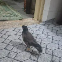 مرغ مینا