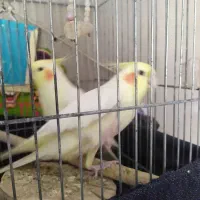 عروس هلندی لوتینو