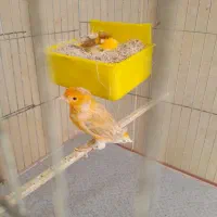 فروش یک جفت قناری اماده