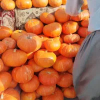 کدو حلوایی ب صورت عمده