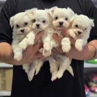 مالتیز اصیل