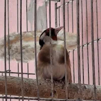 سهره نر مست وبخون|پرنده|اصفهان, وحید|دیوار