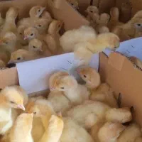 جوجه یکروزه بوقلمون بیوتی ۶