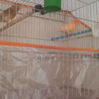 فروش دوجفت قناری|پرنده|مرودشت, نقش رستم|دیوار