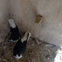 کبوتر|پرنده|فسا, |دیوار