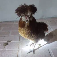 خروس زینتی|حیوانات مزرعه|ثمرین, |دیوار