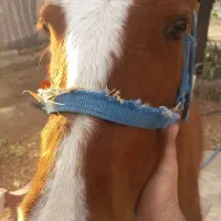 کره اسب مادیان