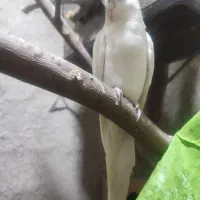 عروس هلندی نر برا فروش