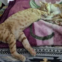 گربه واگذاری|گربه|تاکستان, |دیوار