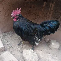 خروس فروشی پرپایی سالمه