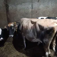 گاو جرسی یک ماه مانده به زایمانش شکم سوم