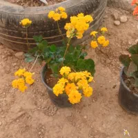 ماکت گلهای بهاری زینتی