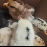 جوجه پاک وتمیزومحلی