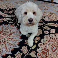 واگذاری رایگان سگ شیتزو تریر