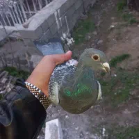 کبوتر  نر معاوضه