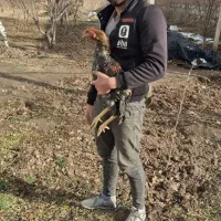 مرغ و خروس|حیوانات مزرعه|تهران, امام زاده عبدالله|دیوار