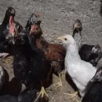 جوجه کاسرک وبلدرچین