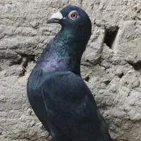 کبوتر