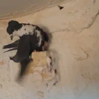 کبوتر کرواتی