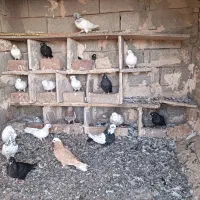 فروش کبوتر