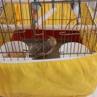 عروس هلندی جفت