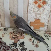 عروس ماده سالم