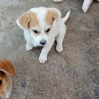 اشپیتز|سگ|اسدآباد, |دیوار